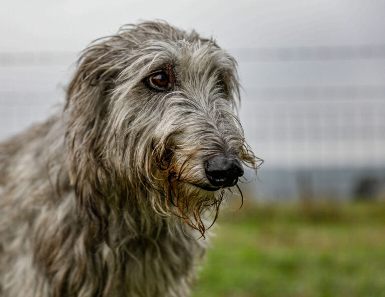 Top Tips for Travelling with your Furry Friend